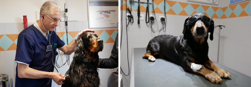 Vétérinaire exerçant sur des chiens sereins et confiants
