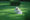 Chiot labrador assis dans l'herbe