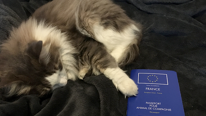 Chat gris et blanc endormi à côté de son passeport