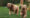 Deux chien courant dans l'herbe en jouant à la balle