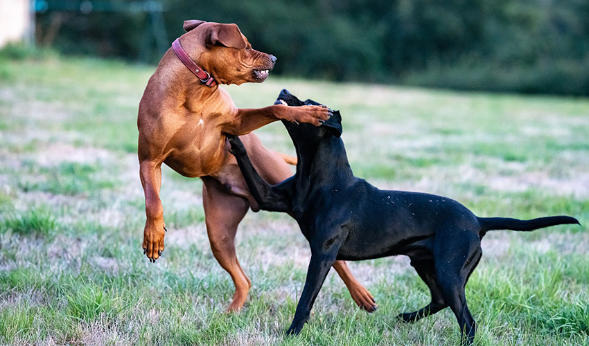 Deux chiens adultes se battants