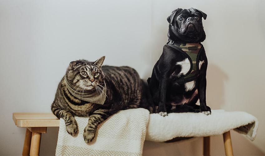 Chat obèse couché à côté d'un petit chien